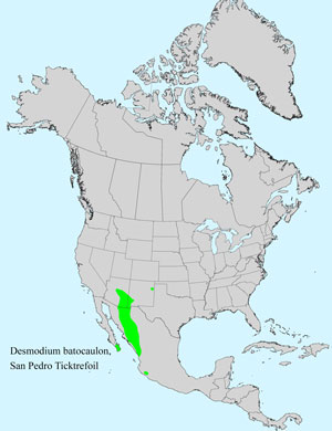 North America species range map for San Pedro Ticktrefoil, Desmodium batocaulon: